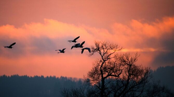 Silberreiher im Morgenrot - Wetter im Südwesten