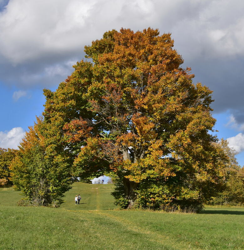Tor zum Goldenen Herbst auf dem Hörne FOTO JÜRGEN MEYER
