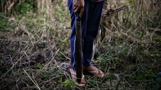 Koka-Anbau in Kolumbien