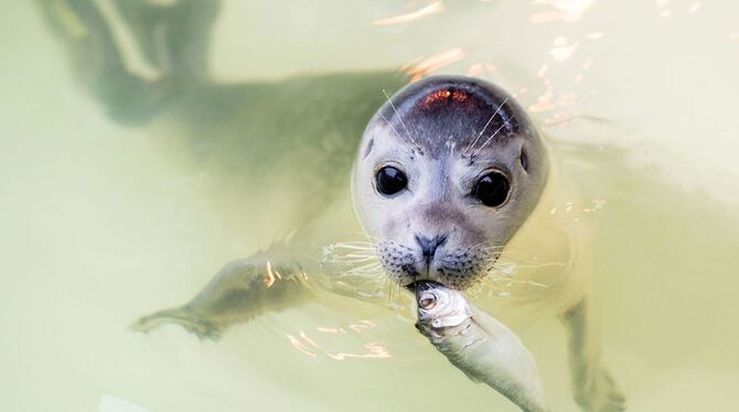 Seehundstation Norddeich