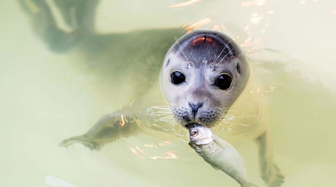 Seehundstation Norddeich