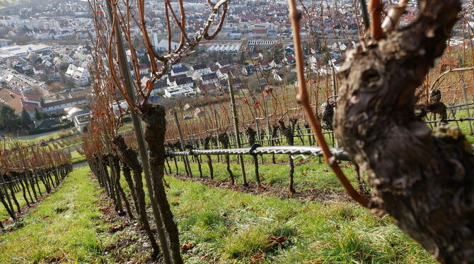 Während im Neuffener Täle die Angst vor einem Pestizid-Verbot umgeht, werden nach den Worten von Jörg Waldner die Metzinger Wein