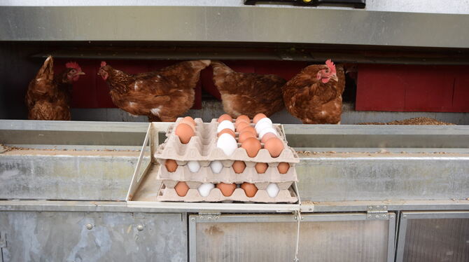 »Die Eier sind sauberer«: Das ist der einzige Vorteil, den der Landwirt an der derzeitigen Lage erkennen kann. FOTOS: WALDERICH