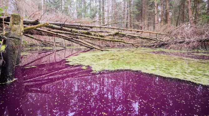 Purpurfarbener Teich