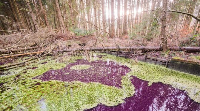 Purpurfarbener Teich Purpurfarbener Teich