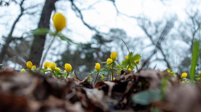 Winterlinge blühen