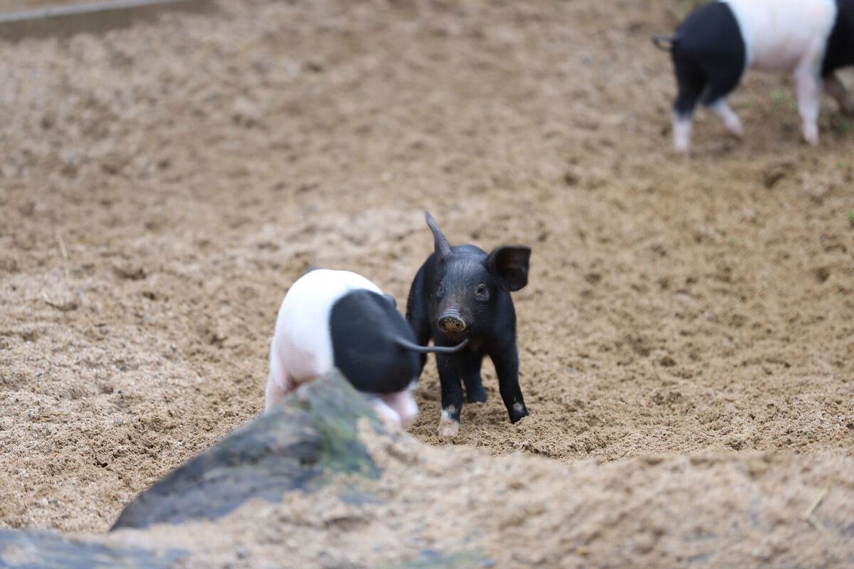 Glücksschweinchen Glücksschweinchen
