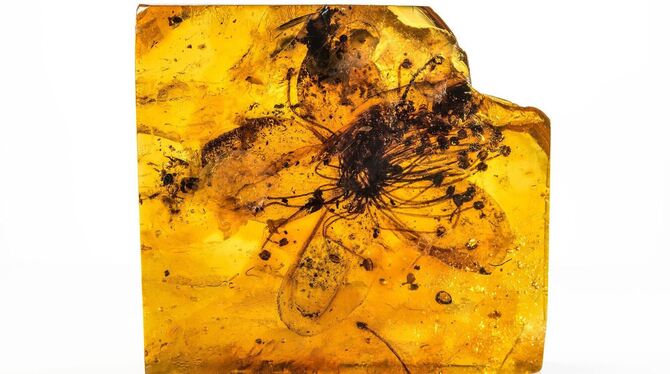 Außergewöhnlich große Blüte in Bernstein