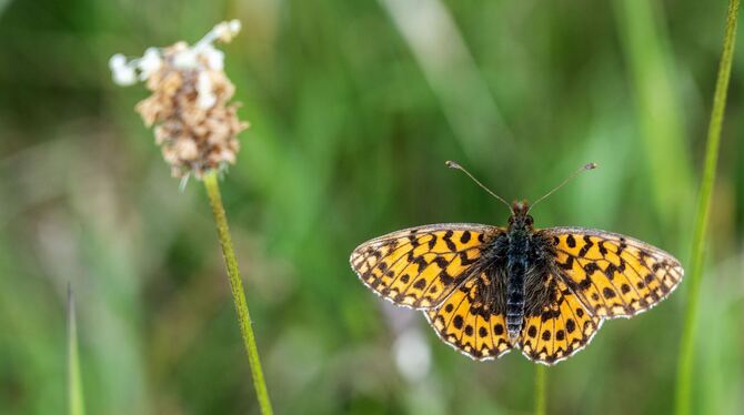 Ober-Olmer Wald Ober-Olmer Wald