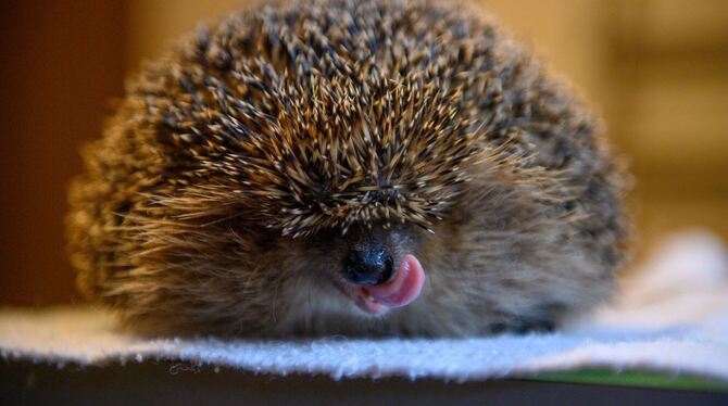 Igel