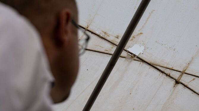 Schäden durch Saat- und Rabenkrähen Schäden durch Saat- und Rabenkrähen