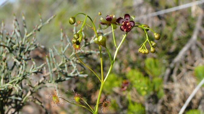Neue fleischfressende Pflanzen Neue fleischfressende Pflanzen