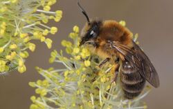 Eine Frühlings-Seidenbiene sammelt Nektar