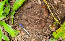 Monster-Kröte in Australien entdeckt