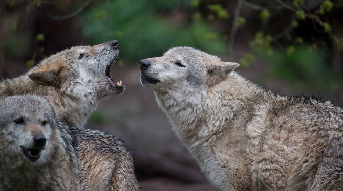 Europäische Wölfe heulen im Wildparadies Tripsdrill. Derzeit gelten nur noch drei Wölfe in Baden-Württemberg als sesshaft.