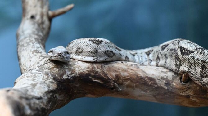 Kritik an Verbotsvorschlag für exotische Tierarten