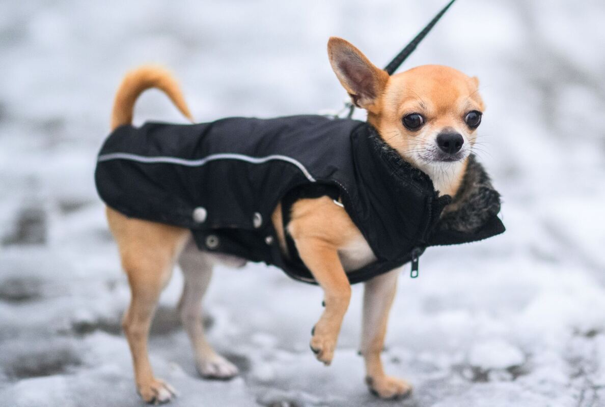 Fashion-Victim Fashion-Victim