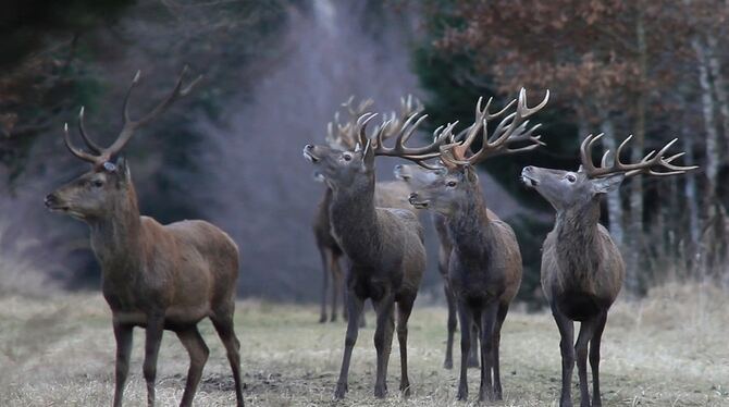 Archivbild. FOTO: BERND MAIER/NATURPARK Archivbild. FOTO: BERND MAIER/NATURPARK