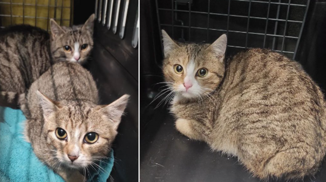 Die drei jungen Katzen haben sich an ihre Quarantäne-Unterkunft gewöhnt. Für alle sucht das Tierheim neue Besitzer.