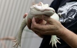 Albino-Alligator