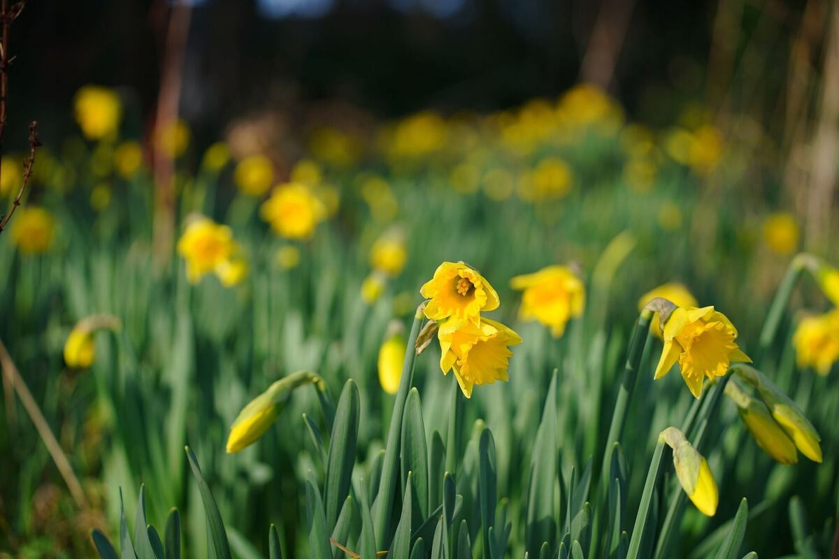 Erste Frühlingsboten