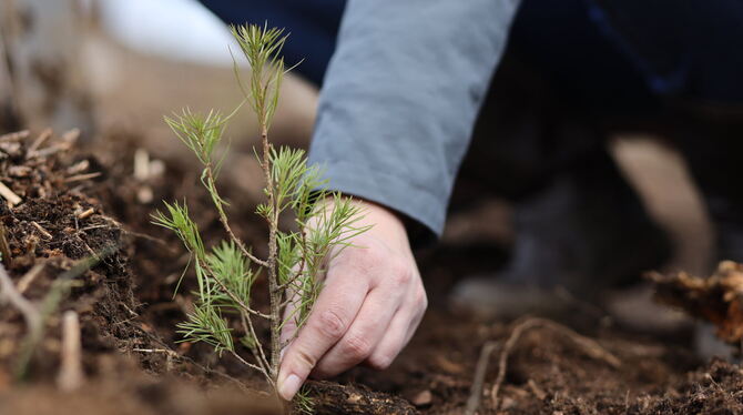 Revierförster Friedemann Rupp will nicht nur die Jungbestandspflege intensivieren, sondern auch Tannen in vorgeschädigte Fichten Revierförster Friedemann Rupp will nicht nur die Jungbestandspflege intensivieren, sondern auch Tannen in vorgeschädigte Fichten