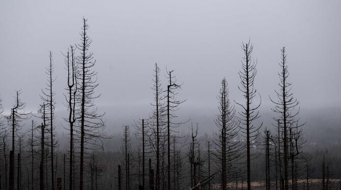 So schlimm wie im Harz sieht’s in der Region noch nicht aus. Die Situation im Wald ist aber mehr als beunruhigend, wie jetzt Mic