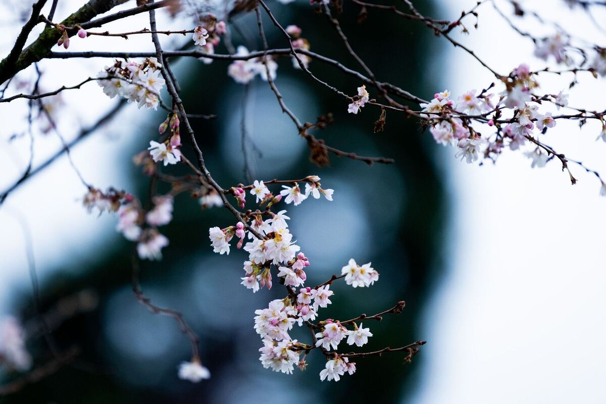 Frühe Frühlingsboten