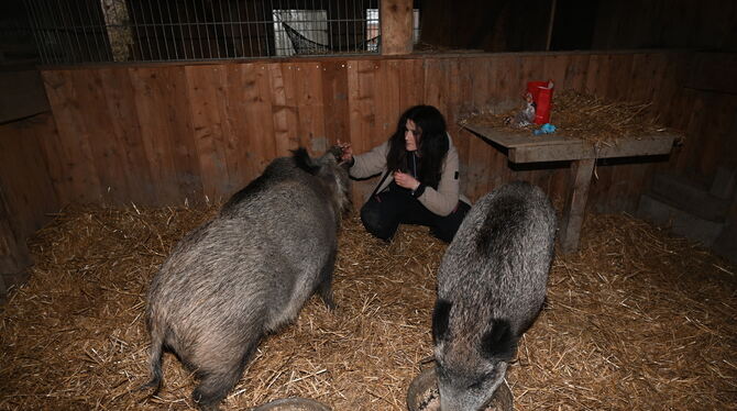 Die Wildschweine Tilda (links) und Lotte haben nach wie vor ein inniges Verhältnis zu ihrer Pflegemutter Ramona Frey. Unbekannte