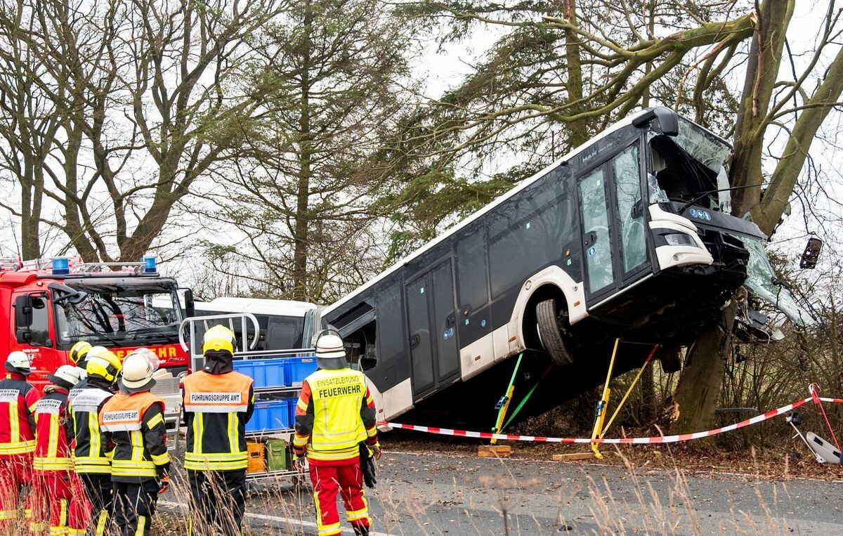 Bus auf einem Baum