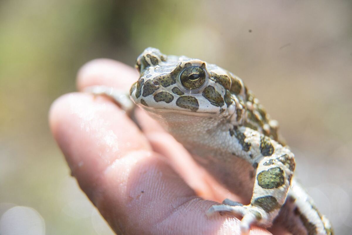 Schutzprojekt für Kröten Schutzprojekt für Kröten