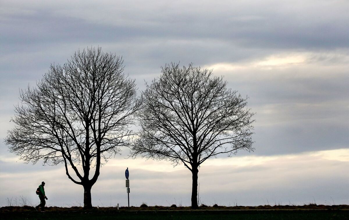 An den Bäumen vorbei