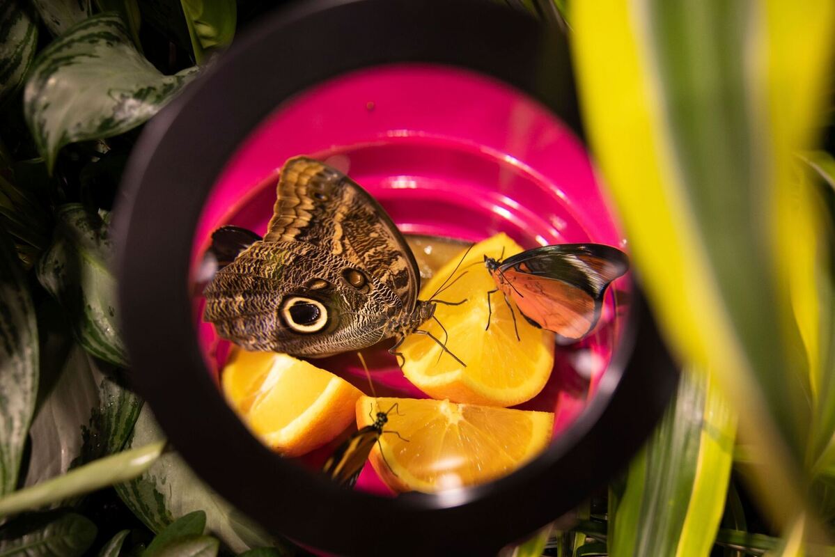 Unter die Lupe genommen