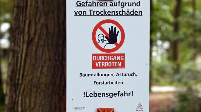 Stadtbäume in Baden-Württemberg wegen Trockenheit fragiler