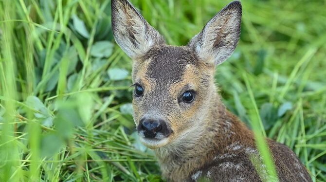 »Bambi« - ein Klischee aus dem Wald