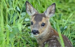 «Bambi» - ein Klischee aus dem Wald