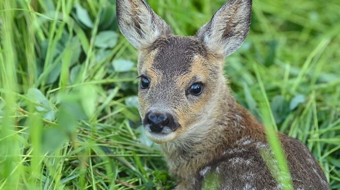 »Bambi«