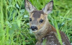 «Bambi»