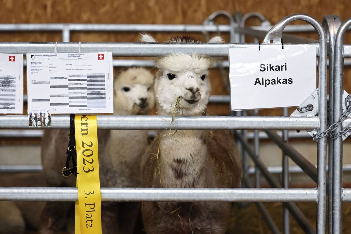 Wer ist das Schönste?