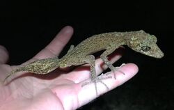 Neue Geckoart