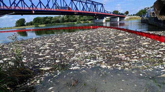 Oder-Fischsterben