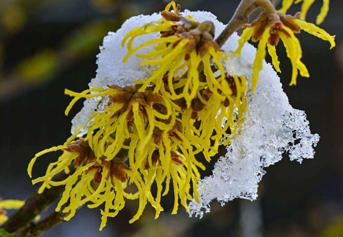 Weiß auf Gelb Weiß auf Gelb