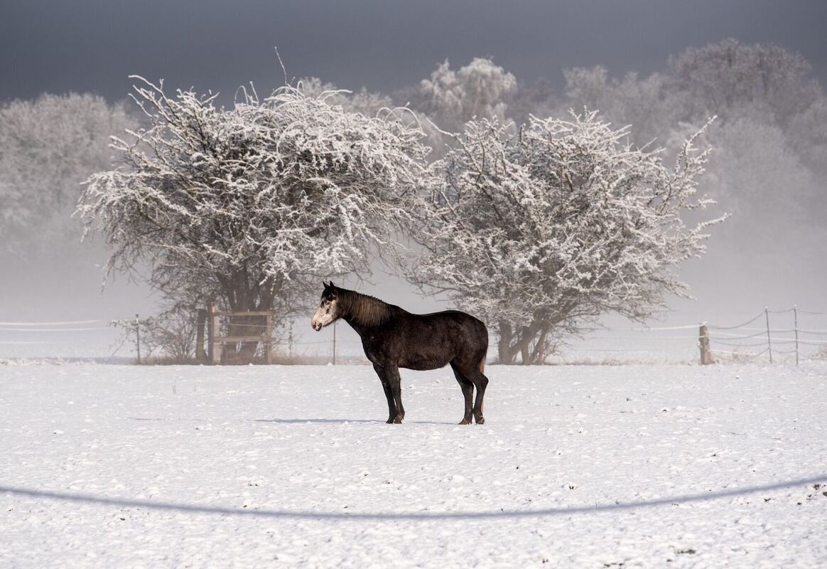 Alleine im Schnee Alleine im Schnee
