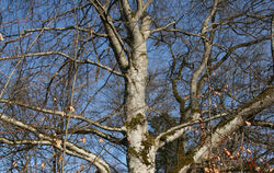 Habitatbäume wie dieser werden besonders geschützt.  FOTO: THUMM