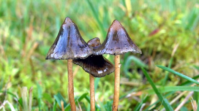 Halluzinogene Pilze: »Magic Mushrooms«