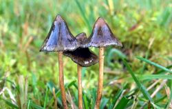 Halluzinogene Pilze: «Magic Mushrooms»