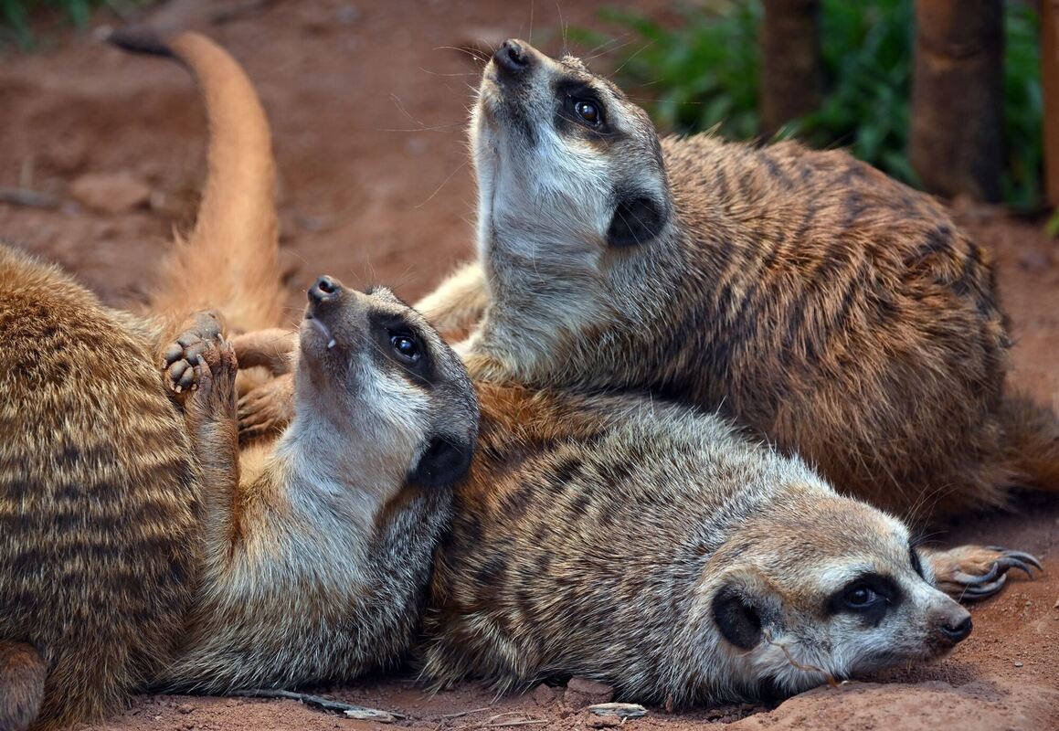 Gemütlich Gemütlich