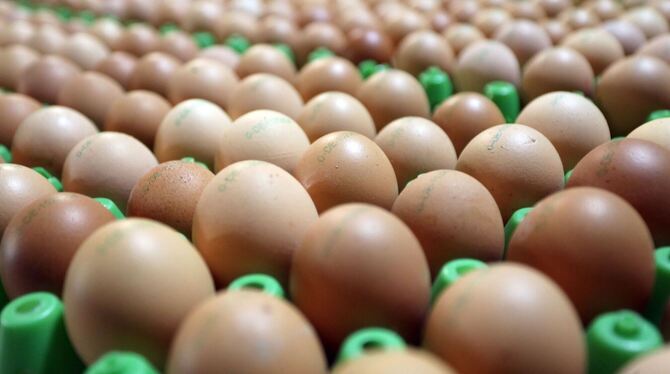 Eier aus ökologischer Erzeugung