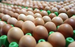 Eier aus ökologischer Erzeugung