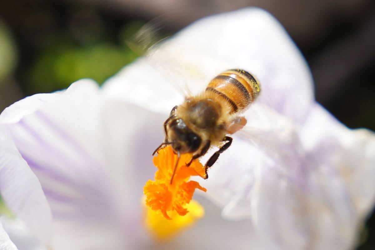 Tierischer Sprit Tierischer Sprit